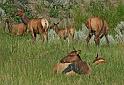 082 yellowstone, wapiti herten